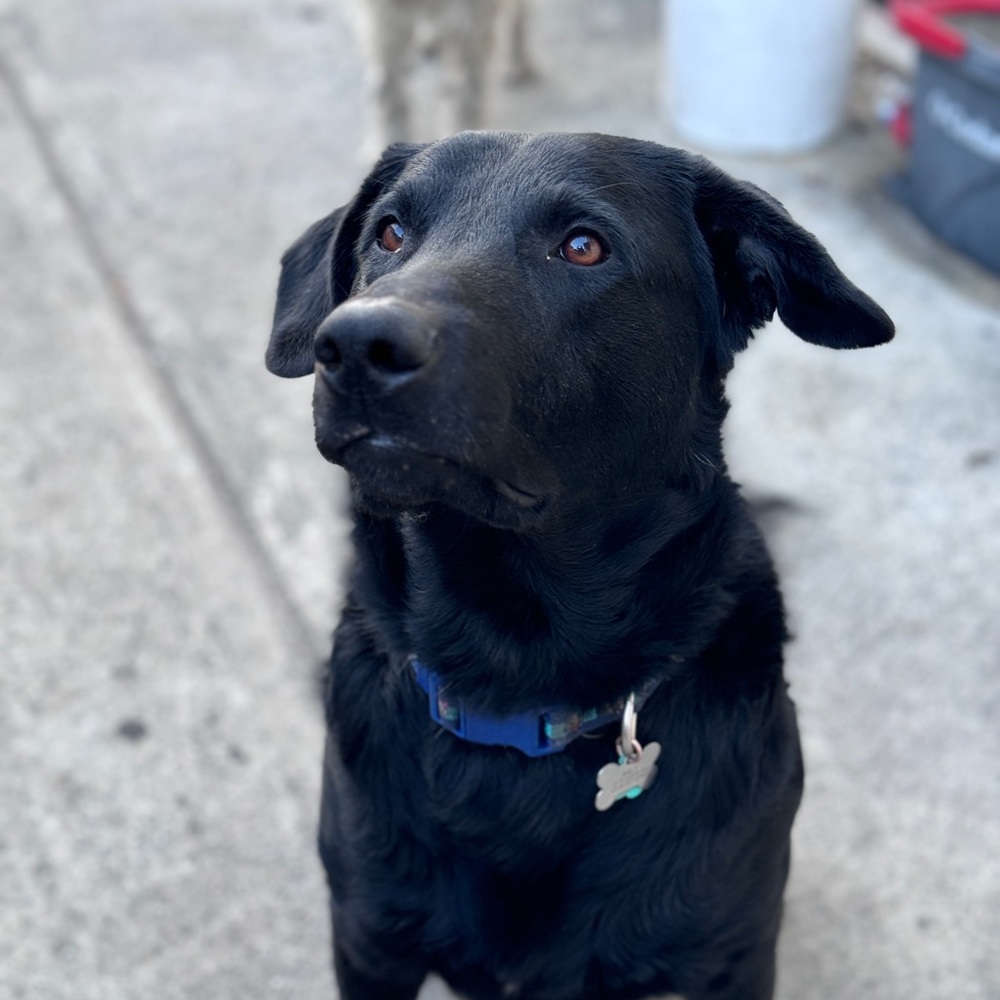 Meet your Posher, Julio